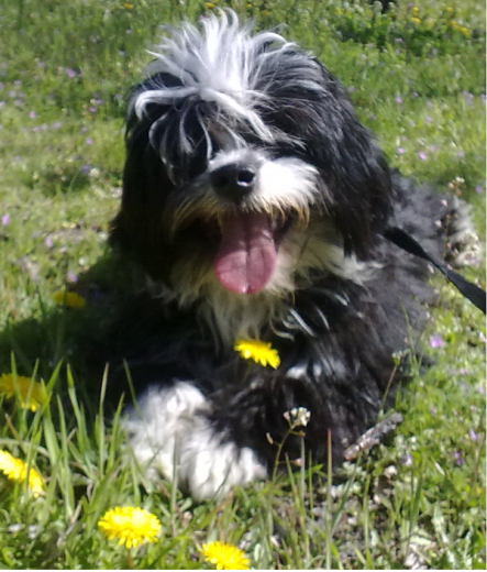 Flecky en el parque despues de jugar 
Soy un Pastor Polaco de tierras bajas, negro y blanco muy juguetón y cariñoso.